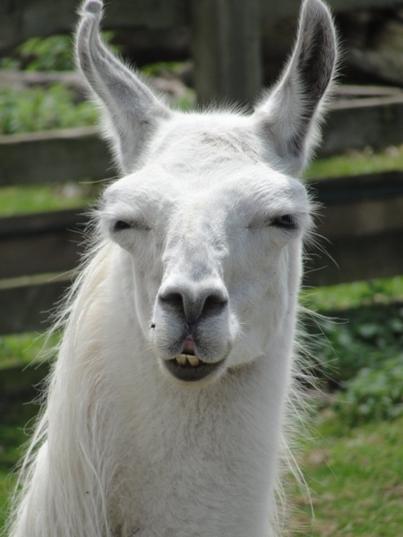 Judgemental Llama is unimpressed.